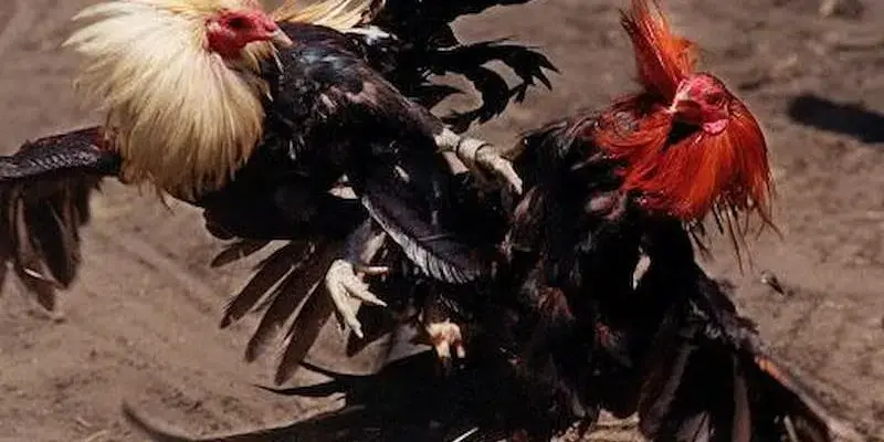 Đá Gà Cựa Dao - Cách Chơi Và Các Quy Định Khi Tham Gia 3 So sánh các loại cựa dao phổ biến