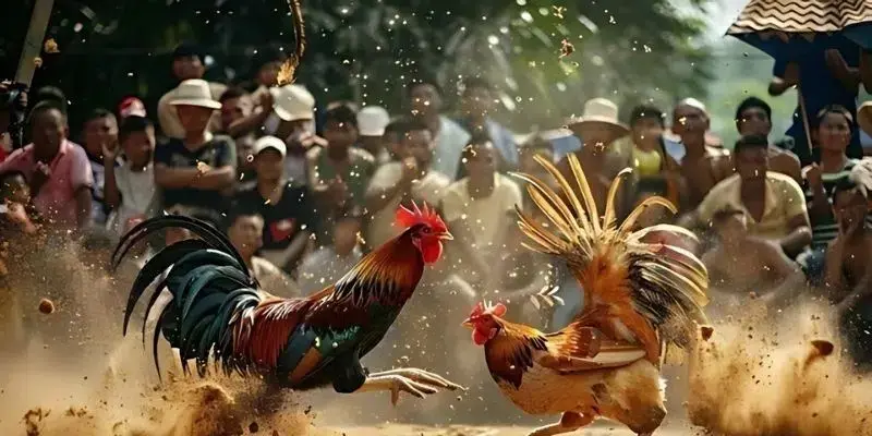 Khám Phá Đá Gà Thomo - Trò Chơi Đậm Đà Niềm Đam Mê Và Kỹ Năng Chiến Đấu 2 Những quy tắc cơ bản khi tham gia đá gà Thomo tại Co88