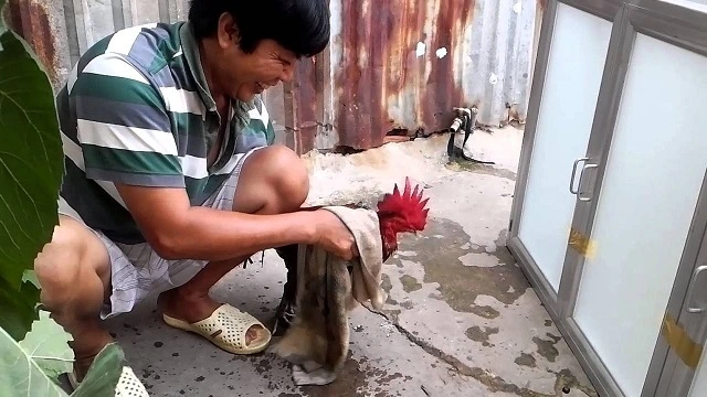 Cách Nuôi Gà Để Đá | Nuôi Gà Đá Đúng Cách: Bí Quyết Tạo Nên Chiến Kê Đẳng Cấp 3 Chế độ luyện tập và huấn luyện cho gà đá