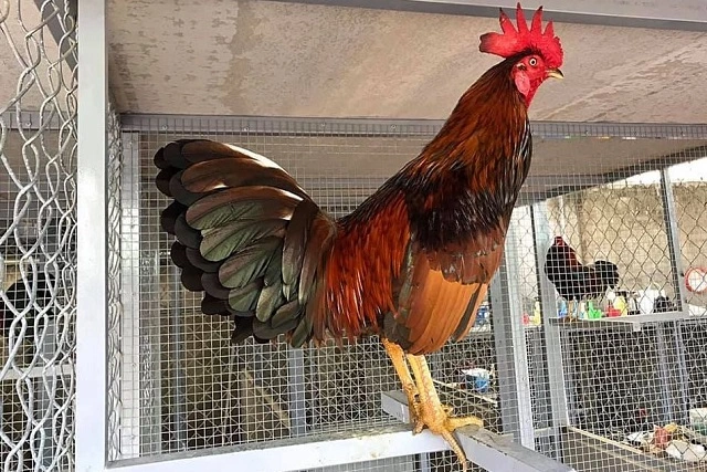 Cách Nuôi Gà Để Đá | Nuôi Gà Đá Đúng Cách: Bí Quyết Tạo Nên Chiến Kê Đẳng Cấp 1 Giới thiệu chung về nuôi gà để đá