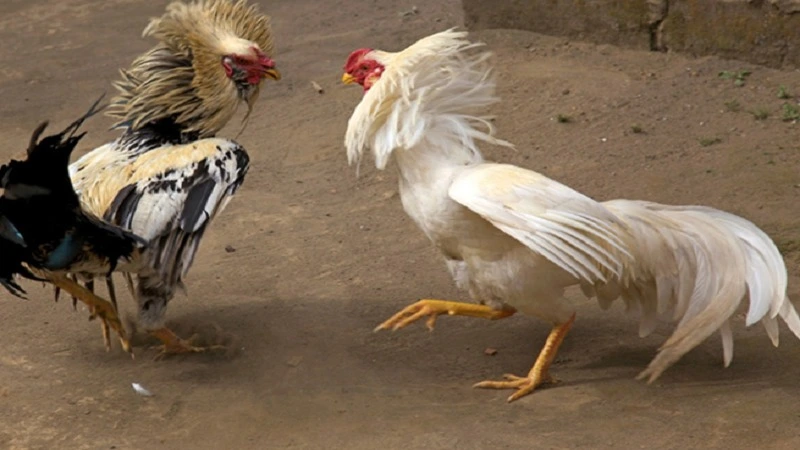 Đá Gà Trực Tiếp: Trải Nghiệm Những Cuộc Chiến Kịch Tính Và Hồi Hộp 2 Các bước để tham gia đá gà trực tiếp – Từ chuẩn bị đến chiến thuật