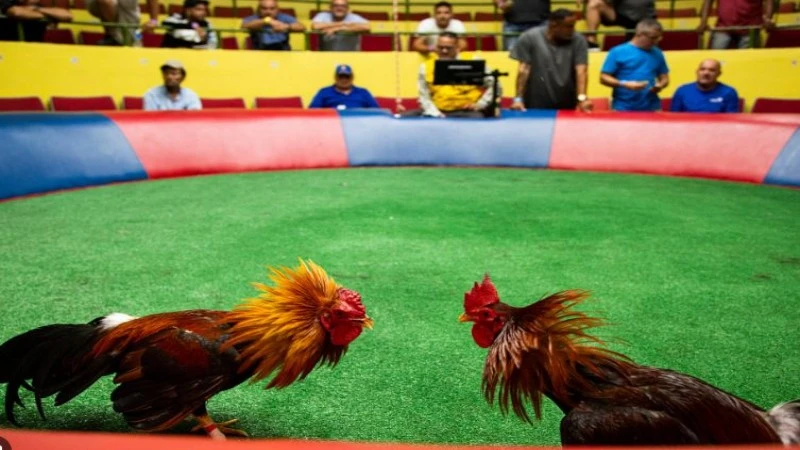 Đá Gà Trực Tiếp: Trải Nghiệm Những Cuộc Chiến Kịch Tính Và Hồi Hộp 3 Các lời khuyên của bạn khi tham gia đá gà trực tiếp